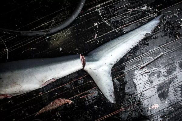 rekin w karmie dla psów