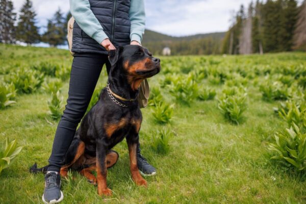 rottweiler rasa niebezpieczna obowiązki opiekuna
