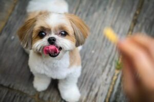 shih tzu załatwia się w domu