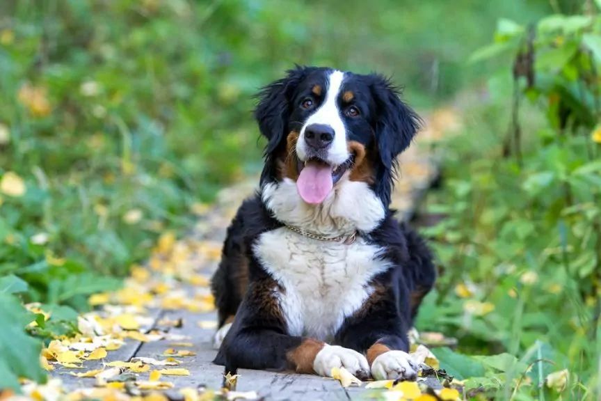 Berneńczyk w trawie
