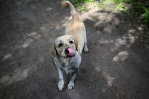 alabama rot