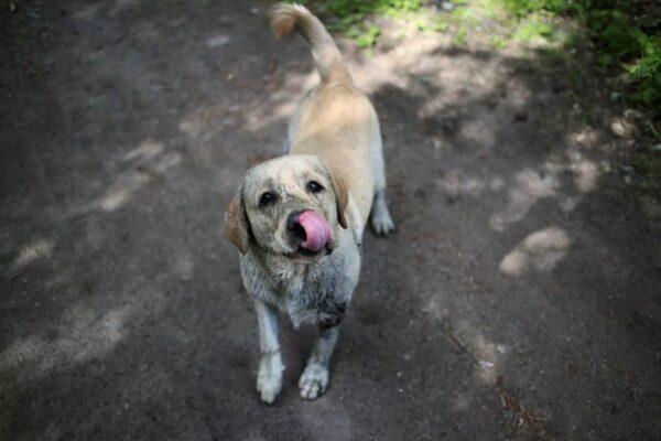 alabama rot