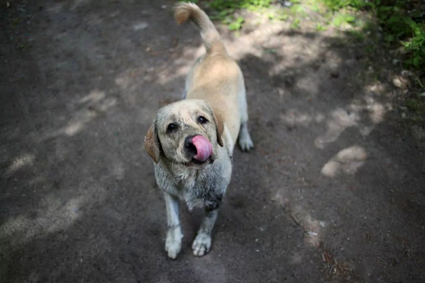 alabama rot