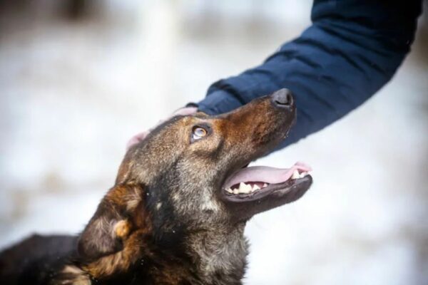 po śmierci opiekuna