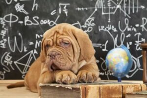 psi terapeuci w szkołach