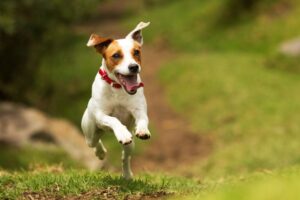 Jack russell biegnie