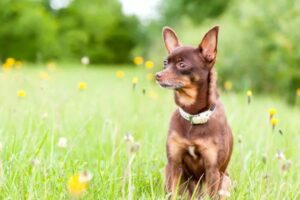 Toy terrier na łące