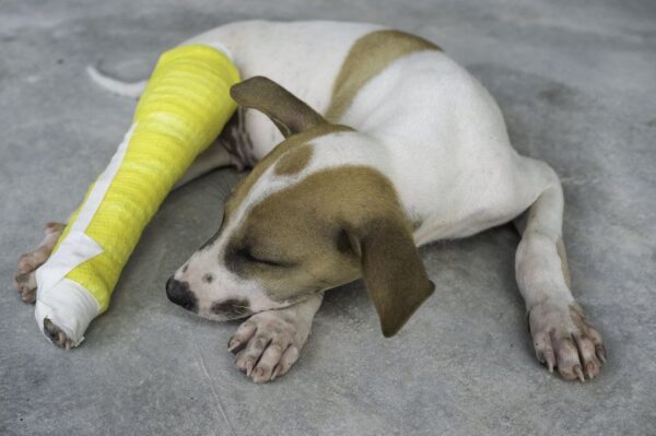 czy każdy właściciel psa jest odpowiedzialny