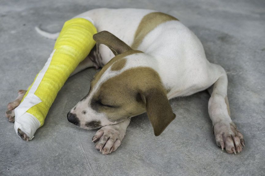 czy każdy właściciel psa jest odpowiedzialny