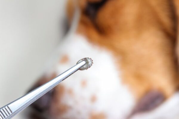 Banki krwi nie mają krwi, babeszjoza szaleje