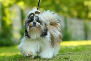 Shih tzu wystawowy