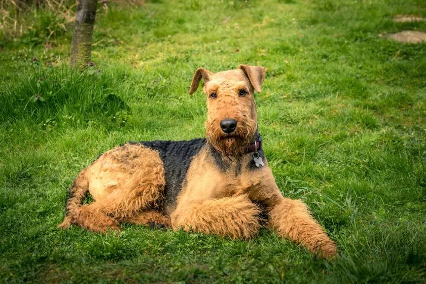 Airedale w ogrodzie
