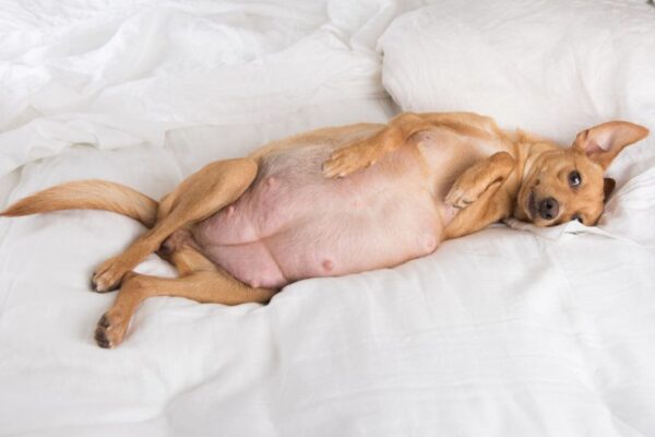 Niespodzianka - suczka w ciąży