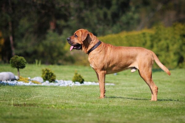 Czy ten pies kiedyś kogoś ugryzł - tosa inu