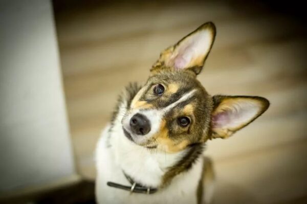 Jak zajmować się nadwrażliwym adopciakiem?
