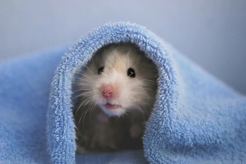 Chomik