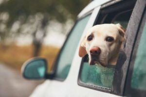 Labrador nie lubi nowego samochodu