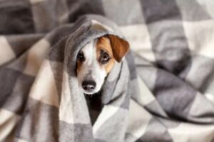 Pies ssie kocyk / jack russell pod kocykiem
