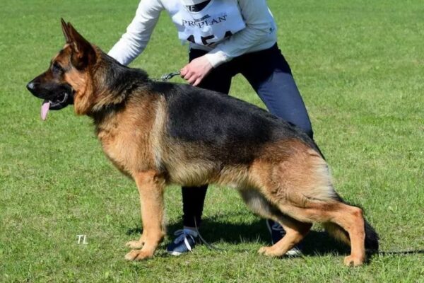 skradziono samochód z owczarkiem niemieckim