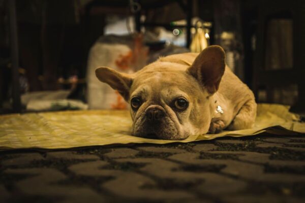 mój pies jest chory