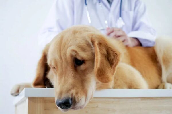 te same objawy, zbyt wczesna kastracja