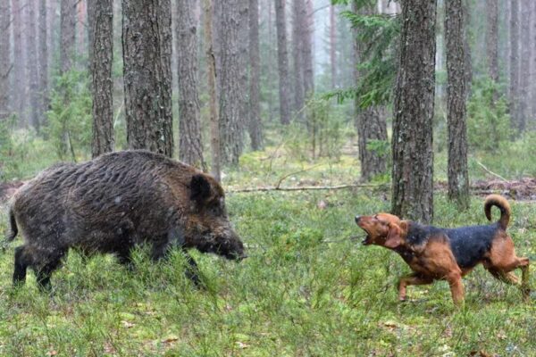 spotkanie psa z dzikiem