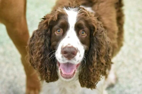 pies myśliwski męczy się w bloku, Buster