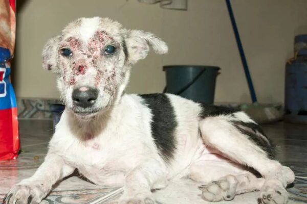 metamorfoza szczeniaka