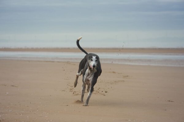 Syndrom szczęśliwego ogona