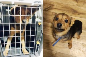 szczeniak sam w domu 10 dni