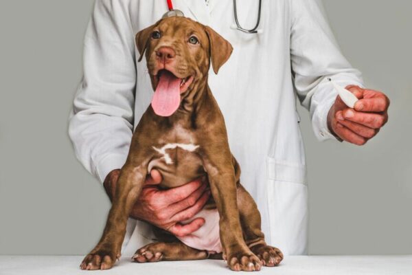 wskazówki od weterynarza