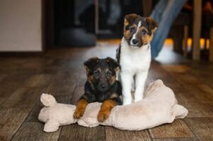 dlaczego nie warto adoptować szczeniaka