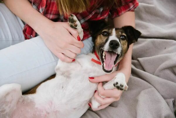 psy cieszą się z każdej chwili