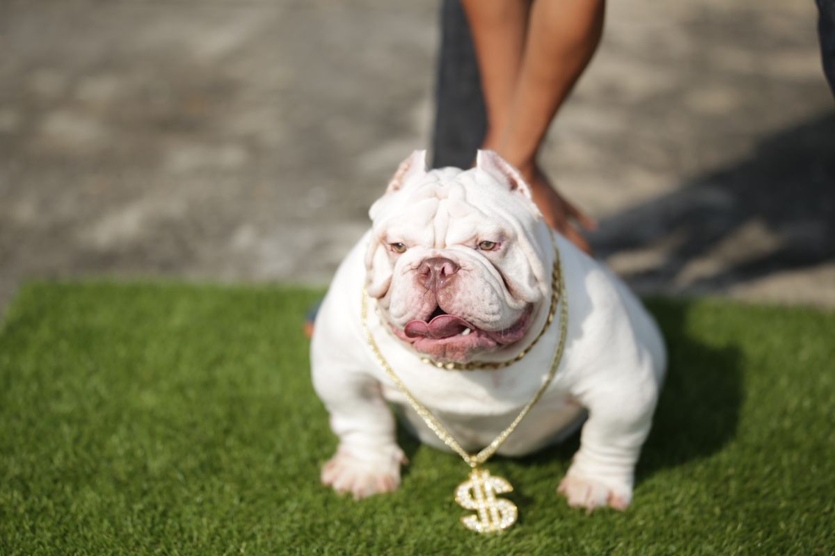 toadline exotic bully żyje tylko 3 lata