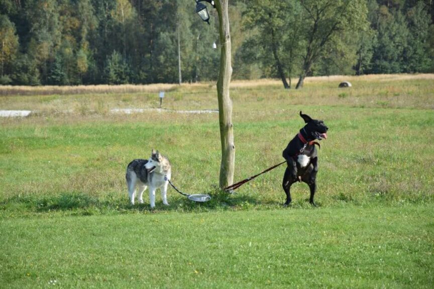 Django i Tuwim