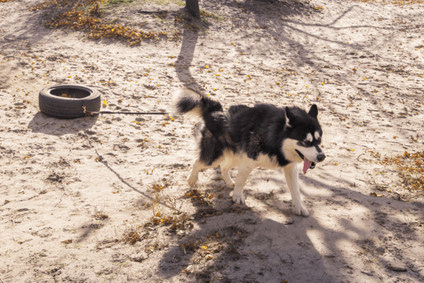 weight pulling czyli przeciaganie ciezarow