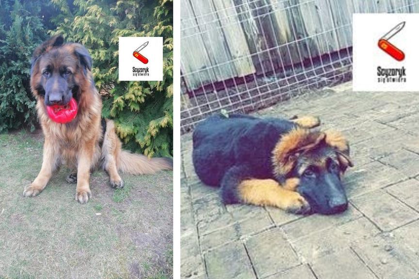 lekarz weterynarii uśpił zdrowego psa