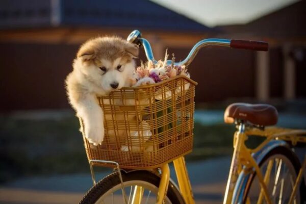 z psem na wycieczkę