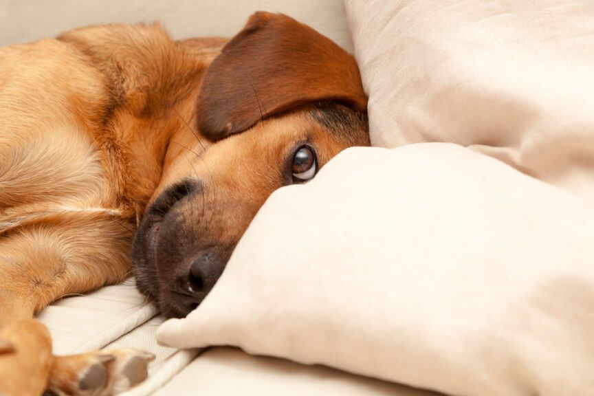 dziwne zachowania psów