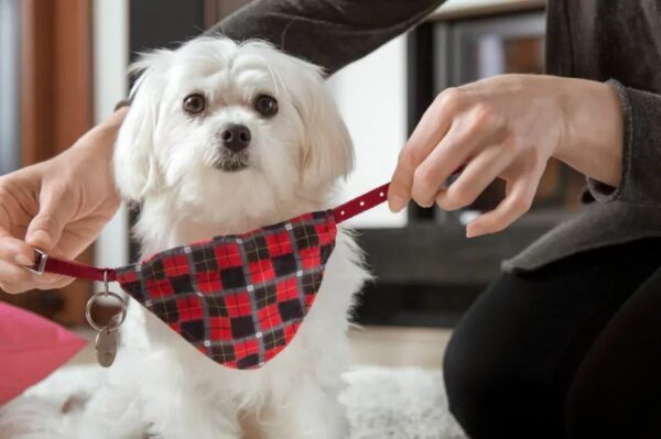 zdejmować psu obrożę