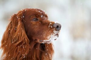wskazówki na zimę z psem