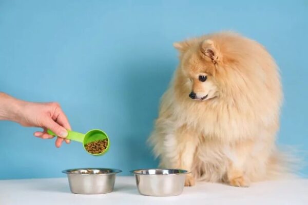 żywienie małych psów