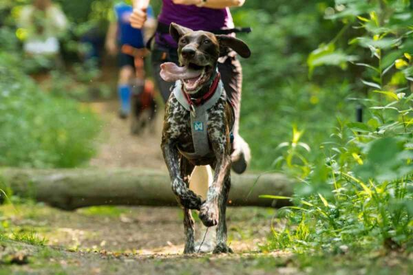 RAW PALEO DOG RUN