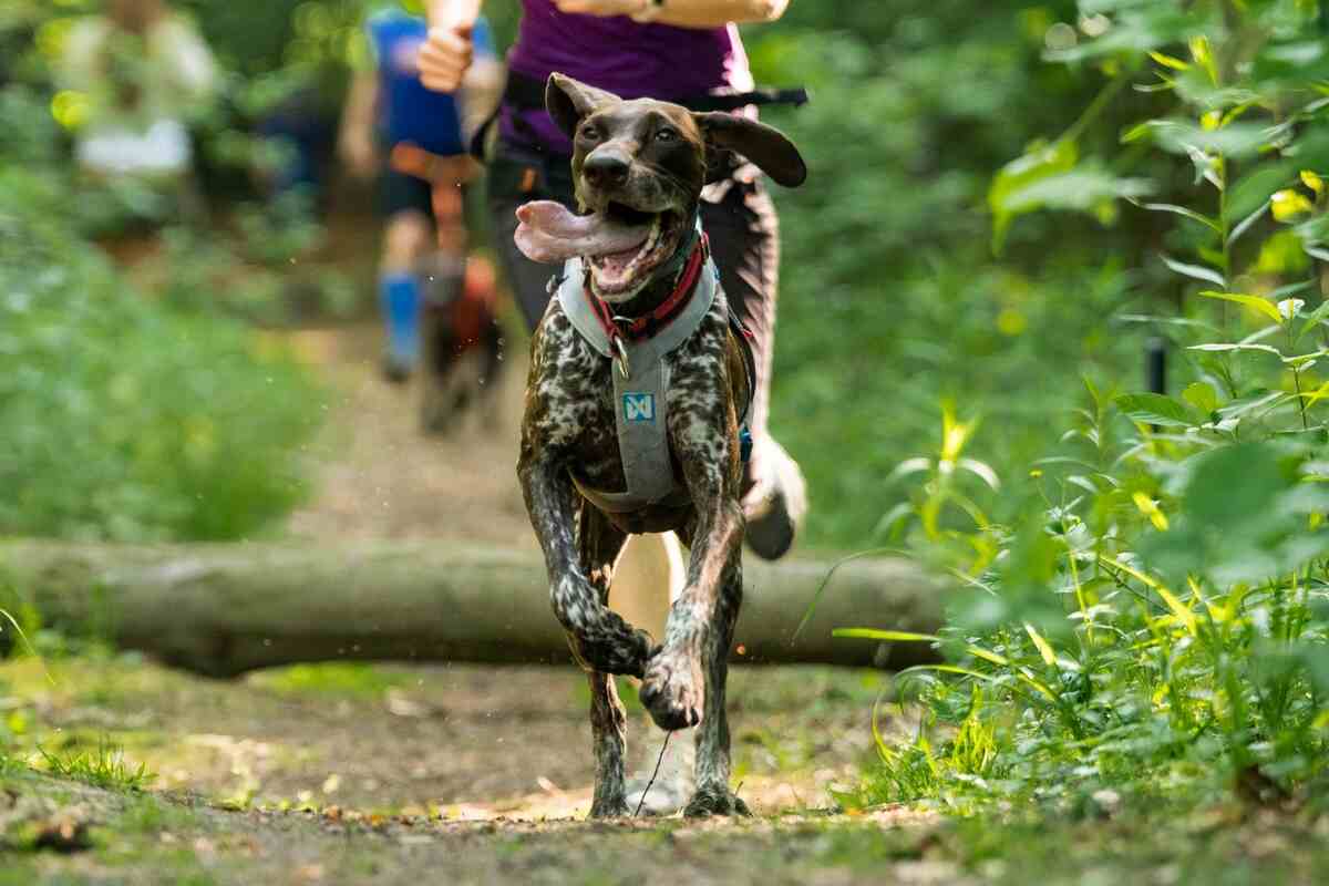 RAW PALEO DOG RUN