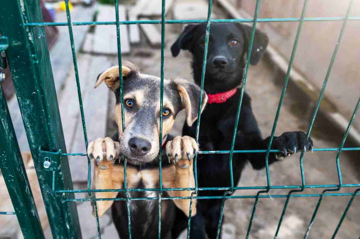 Adoptuj członka rodziny