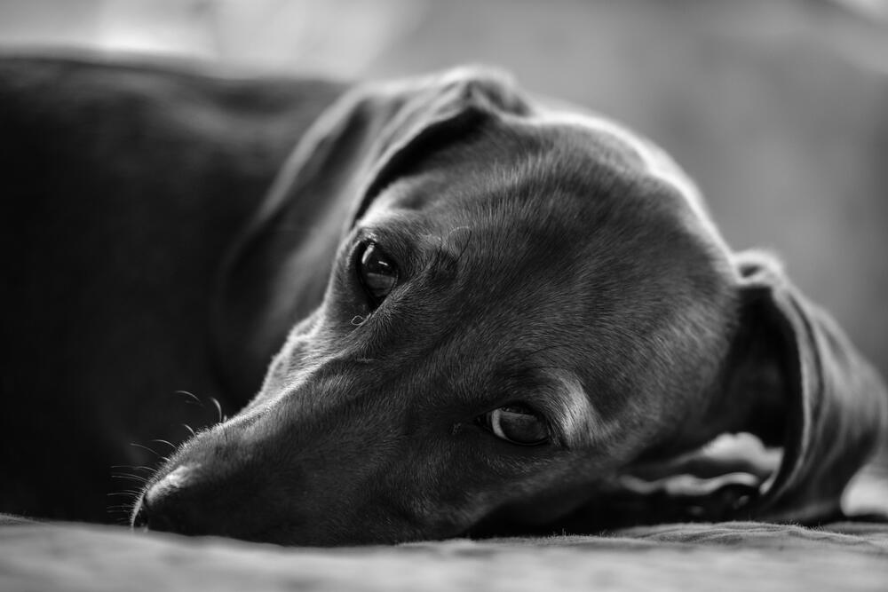 co się dzieje z psem po śmierci opiekuna