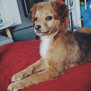 Kitka