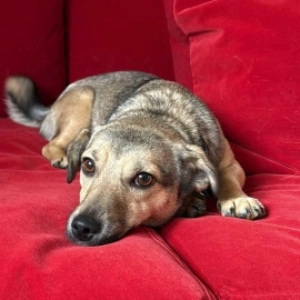 Lola
