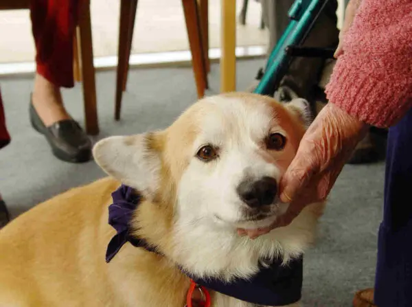 dogoterapia seniorzy_program dogoterapii Mars Polska i Fundacja Dr Clown (1)
