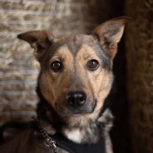 Rudi